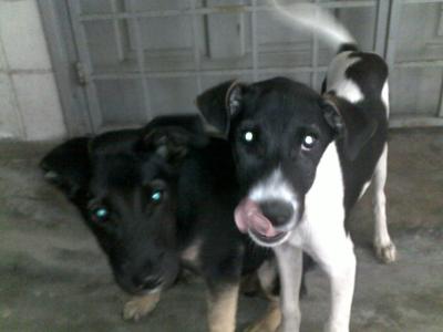 Bro &amp; Sis - Mixed Breed Dog