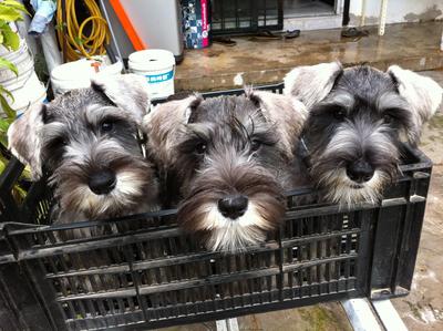 Schnauzer Puppy - Schnauzer Dog