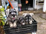 Schnauzer Puppy - Schnauzer Dog