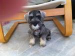 Schnauzer Puppy - Schnauzer Dog