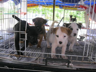 Swee Lan, Swee Mei, Swee Moi , Swee - Mixed Breed Dog