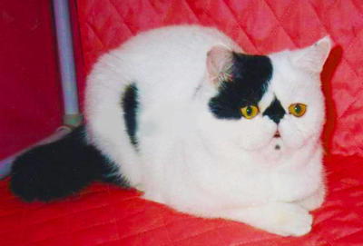 PF26743 - Exotic Shorthair Cat