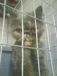 Suri, Pure breed Persian