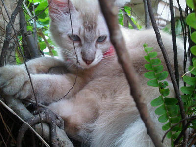 Leon - Domestic Long Hair Cat