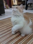 Semiflat Chinchila Oyen - Persian Cat