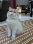 Semiflat Chinchila Oyen - Persian Cat