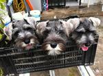 Puppy Schnauzer - Schnauzer Dog