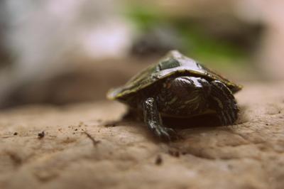 Amethyst, Shelby And Cyclone  - Turtle Reptile