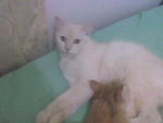 Chalky and her male kitten (Garfield Oneng)