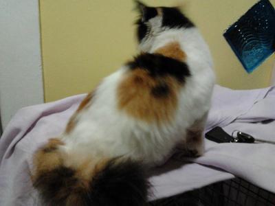 Kiki - Domestic Long Hair Cat