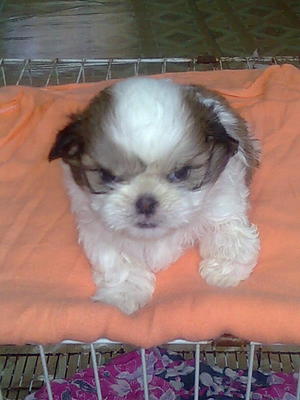 PF26780 - Shih Tzu Dog