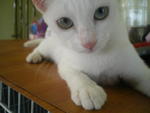 Wildwhite - Domestic Short Hair Cat