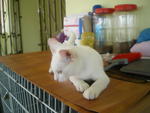 Wildwhite - Domestic Short Hair Cat