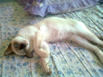 Taby - Siamese + Domestic Short Hair Cat