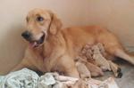 Golden Retriever Puppies - Golden Retriever Dog