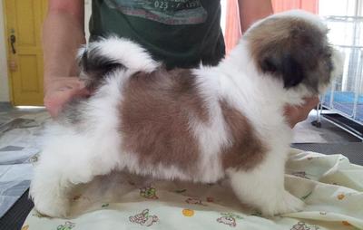 Shihtzu Puppy - Shih Tzu Dog