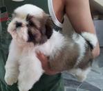 Shihtzu Puppy - Shih Tzu Dog