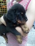 Rottweiler Puppies - Rottweiler Dog