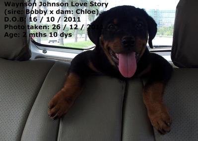 Rottweiler Puppies - Rottweiler Dog