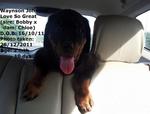 Rottweiler Puppies - Rottweiler Dog