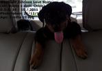 Rottweiler Puppies - Rottweiler Dog