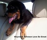 Rottweiler Puppies - Rottweiler Dog