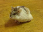 Mimi - Mouse-Like Hamster Hamster