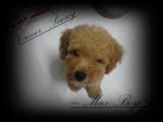 ｡ღ❤m A X｡ღ❤ - Poodle Dog