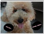 ｡ღ❤m A X｡ღ❤ - Poodle Dog