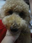 ｡ღ❤m A X｡ღ❤ - Poodle Dog