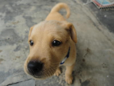 ♥brownie♥ - Labrador Retriever + Spitz Dog