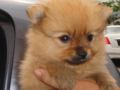 Adorable Poms - Pomeranian Dog