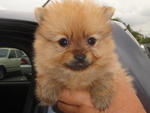 Adorable Poms - Pomeranian Dog