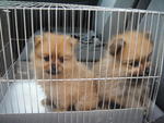 Adorable Poms - Pomeranian Dog