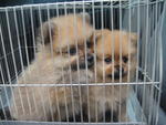 Adorable Poms - Pomeranian Dog