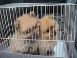 Adorable Poms - Pomeranian Dog