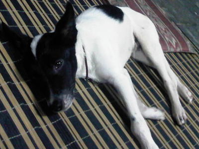 Colby - Border Collie Mix Dog