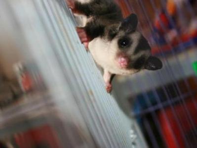 Baby Sugar Glider - Sugar Glider Small & Furry