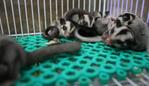 Baby Sugar Glider - Sugar Glider Small & Furry