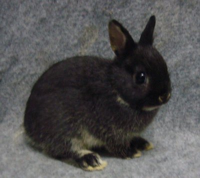 Ndpairs - Netherland Dwarf Rabbit