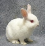 Ndpairs - Netherland Dwarf Rabbit