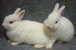 Ndpairs - Netherland Dwarf Rabbit