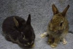 Ndpairs - Netherland Dwarf Rabbit