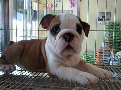 PF26857 - English Bulldog Dog