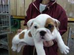 PF26857 - English Bulldog Dog