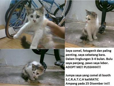 Tiara Ampang Kitty - Domestic Long Hair Cat