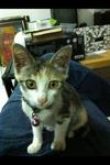 Skittles - Domestic Short Hair Cat