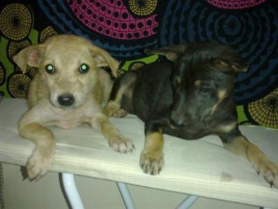 Rini &amp; Rana - Urgent Adoption!! - Mixed Breed Dog