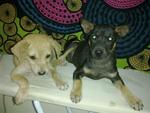 Rini &amp; Rana - Urgent Adoption!! - Mixed Breed Dog