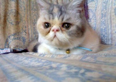 Amber Rose - Exotic Shorthair Cat